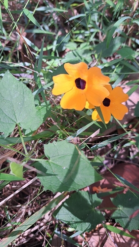 Black-eyed Susan vine
