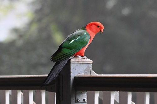Australian King Parrot