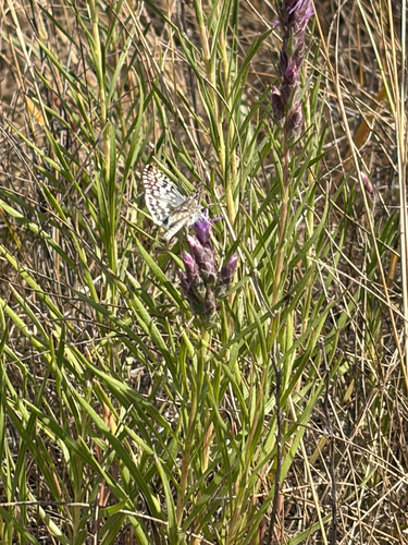 Common Checkered-Skipper
