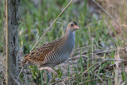 Corn Crake