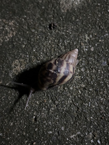 African Giant Snail