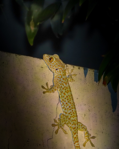 Tokay Gecko