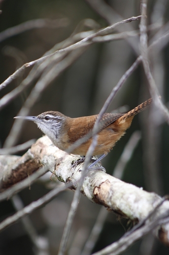 Long-billed Wren