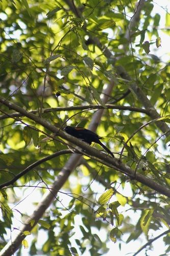 Variable Oriole