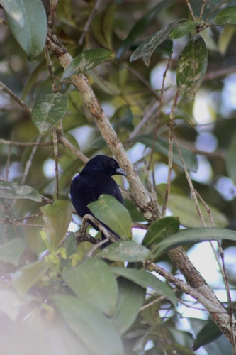 Shiny Cowbird