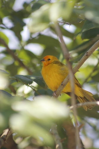 Saffron Finch