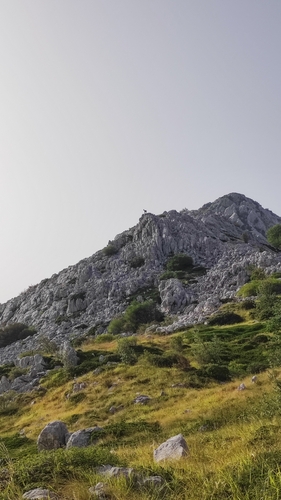 Balkan Chamois