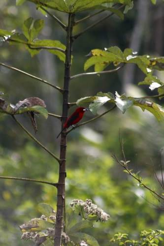 Brazilian Tanager