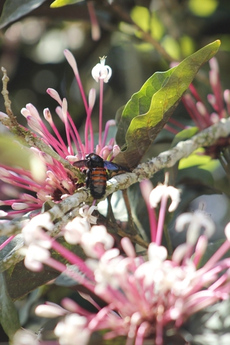 Xylocopa frontalis