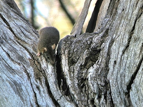 Yellow-footed Antechinus