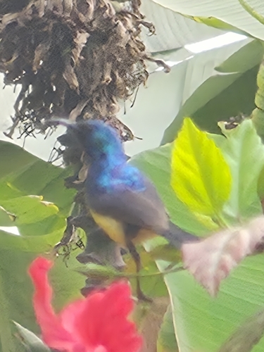 Variable Sunbird