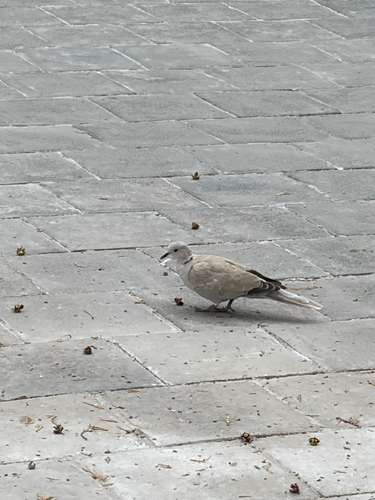 Eurasian Collared-Dove
