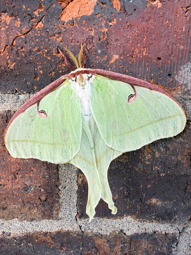 North American Luna Moth
