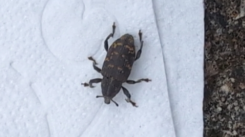 Large Pine Weevil