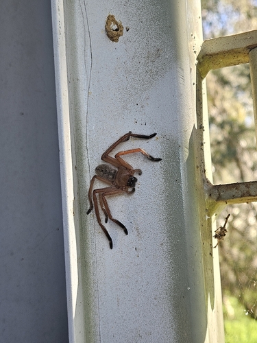 Social Huntsman Spider