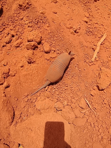 Brazilian Seven-banded Armadillo