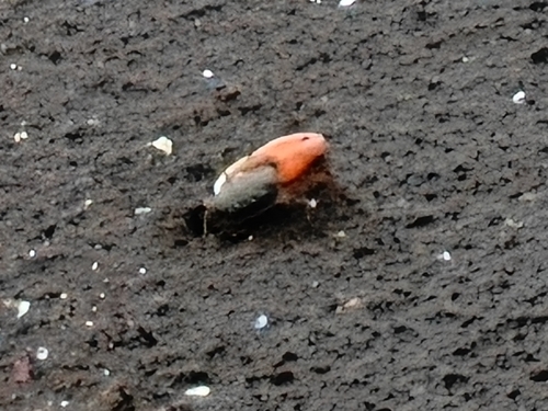 Ring-legged Fiddler Crab