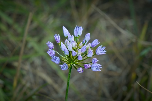 Mouse Garlic