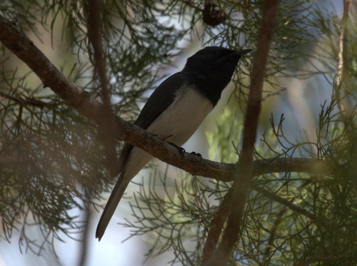 Leaden Flycatcher