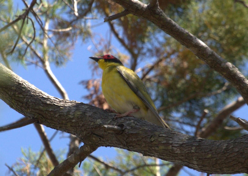 Australasian Figbird