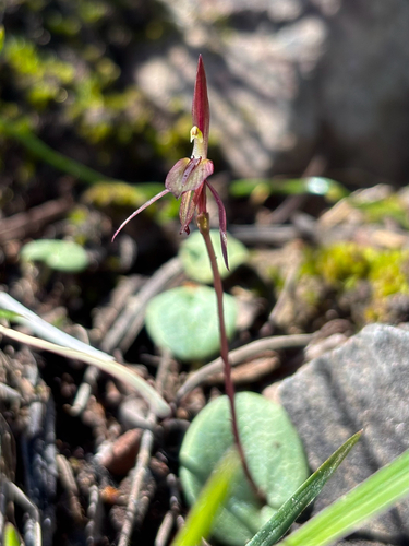Gnat orchid