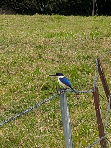 Forest Kingfisher