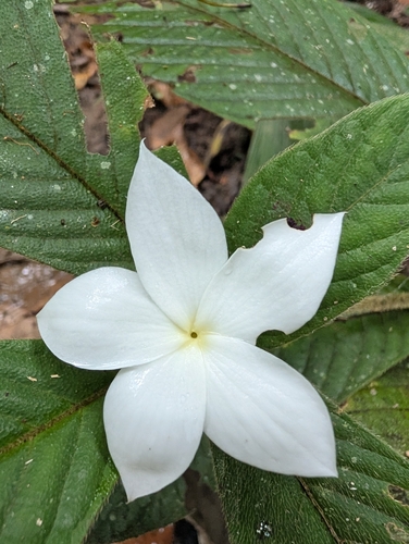 hairy gardenia