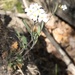 photo of Lyre-leaved Rock Cress (Arabidopsis lyrata)