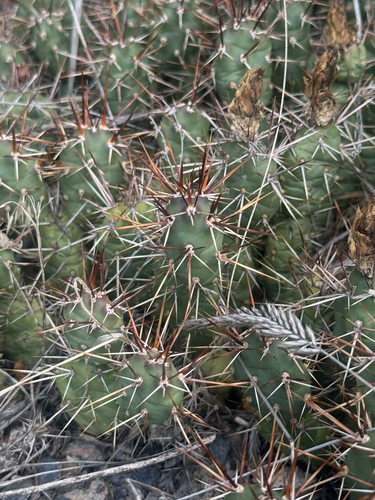 Brittle Pricklypear