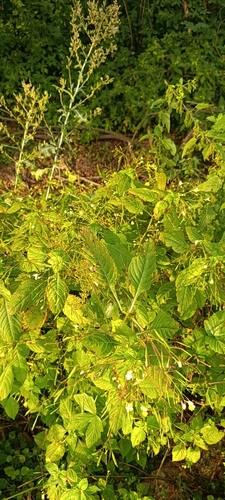 small balsam