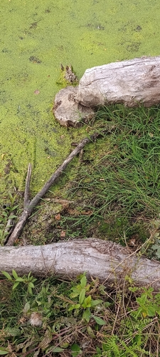 Eurasian Beaver