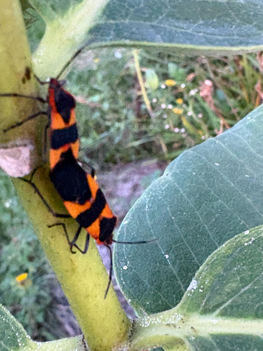 Large Milkweed Bug