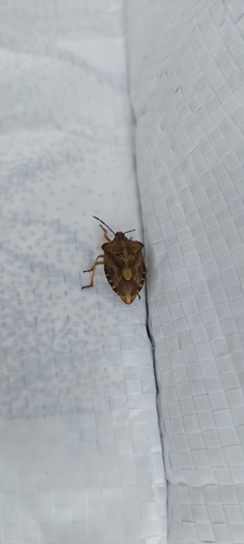 Black-shouldered Shieldbug