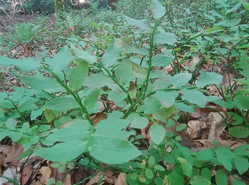 common bilberry