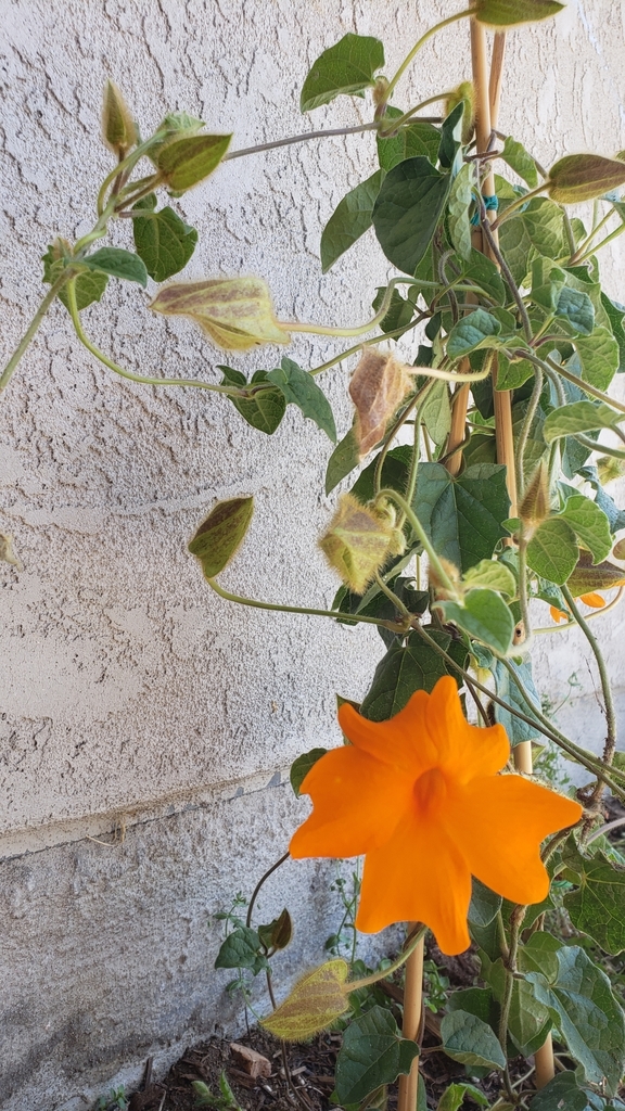 orange clock vine from Vista, CA, USA on May 12, 2020 at 0132 PM by