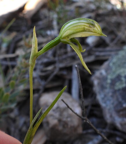 Pterostylis stenosepala