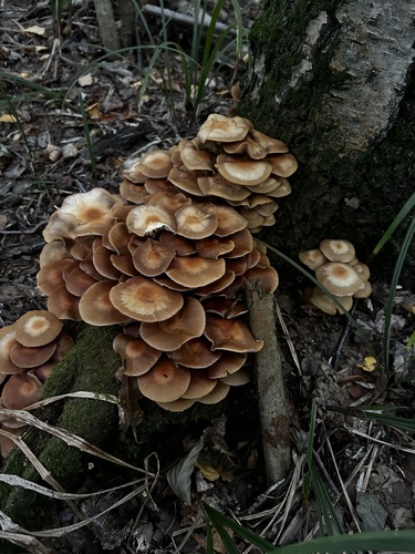 Sheathed Woodtuft