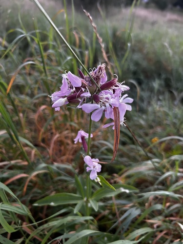 common soapwort
