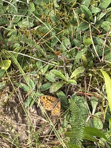 Wall Brown