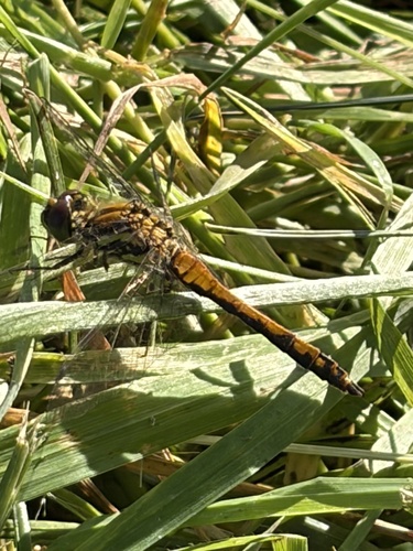 Black Meadowhawk