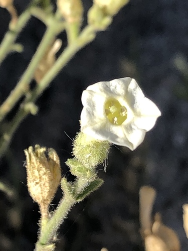 desert tobacco