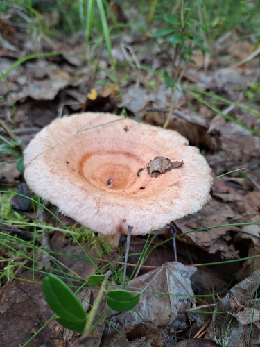 Woolly Milkcap