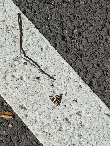 Jersey Tiger
