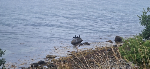 Great Cormorant