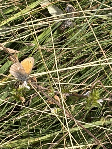 Small Heath