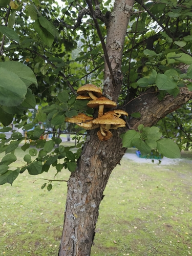 Golden Pholiota