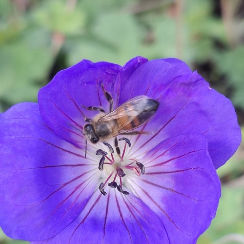 Western Honey Bee