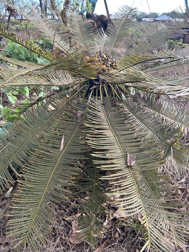 Cycas arnhemica