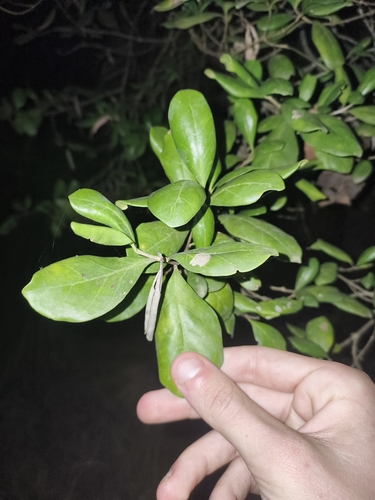 Coast Canthium