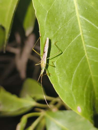 Paddy Bug